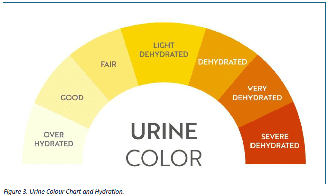 Urine Chart 